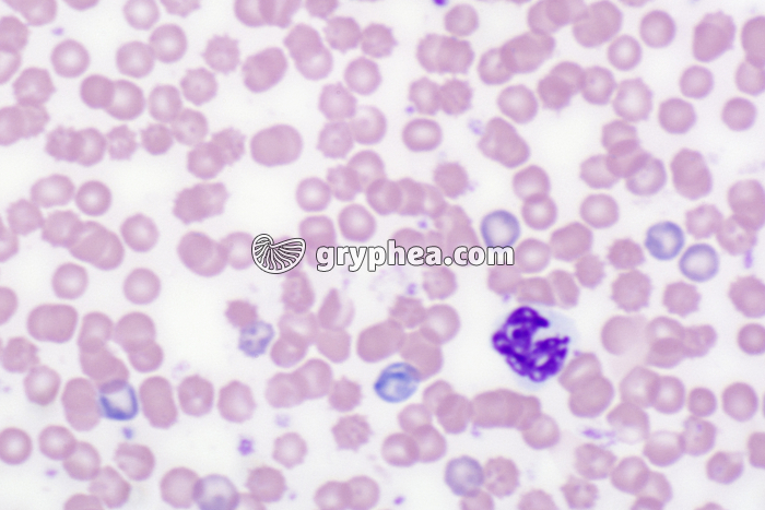 Sang de petit mammifère frottis x200 - gryphea.org